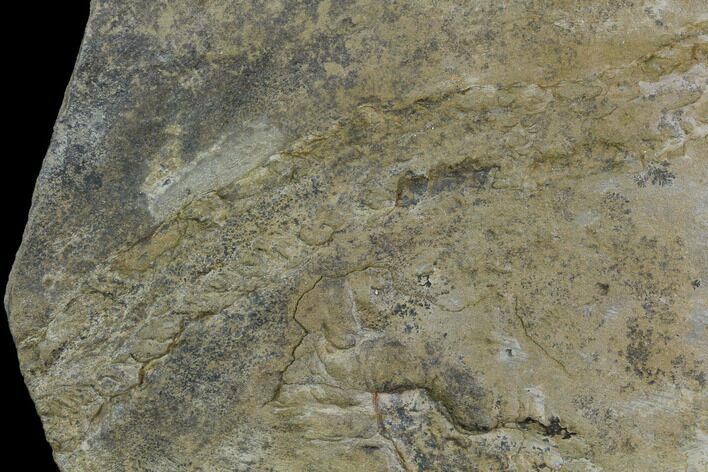 Cruziana (Fossil Trilobite Trackway) - Morocco #118348